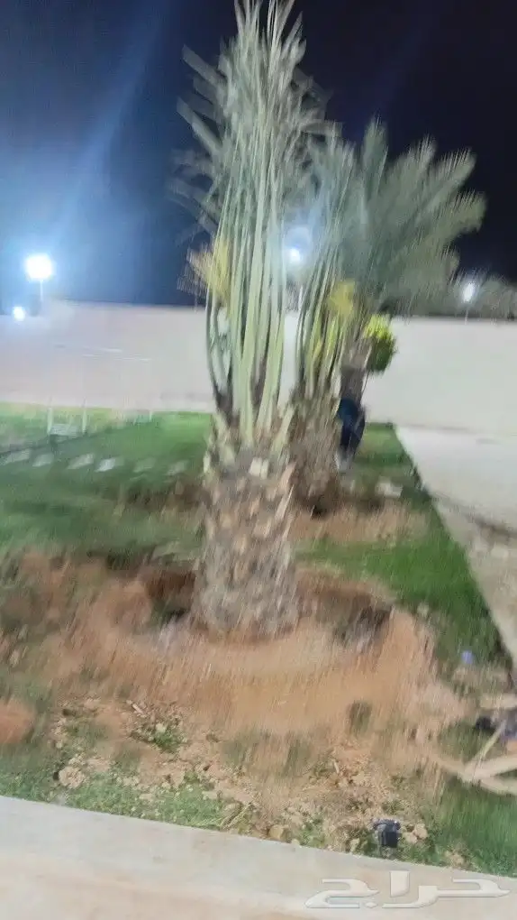 توريد جميع انواع النخيل 1