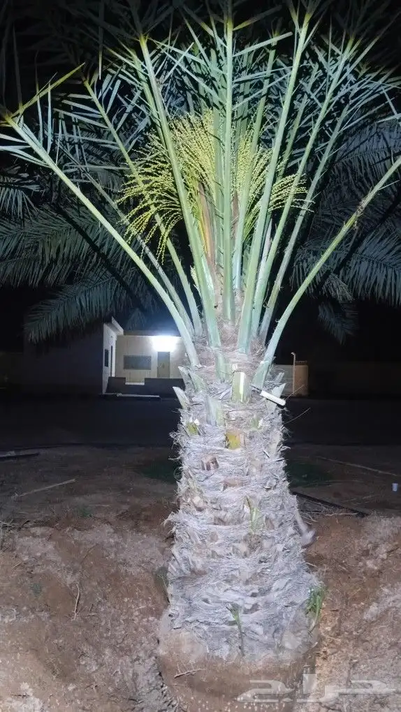 توريد جميع انواع النخيل 2