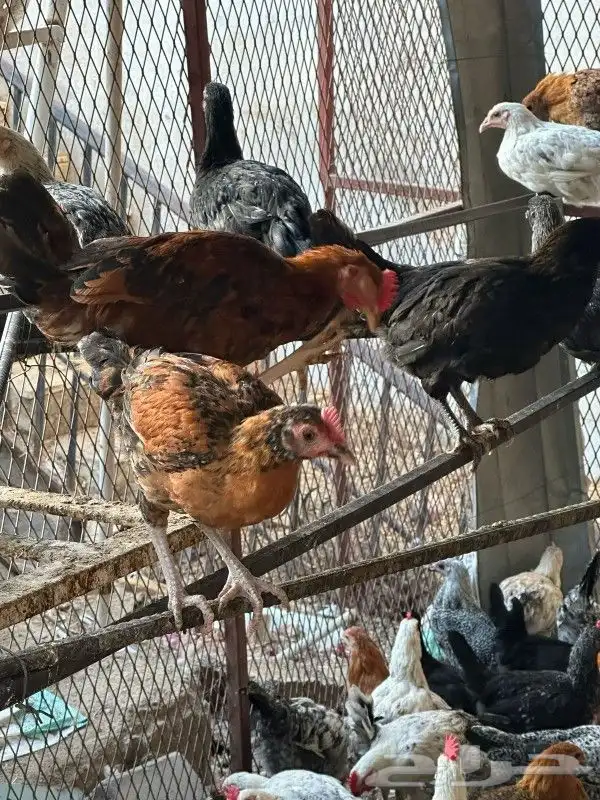 دجاج بلدي عربي حر وفيومي جامبو فرنسي وإندونيسي فاخر من الاخر 4