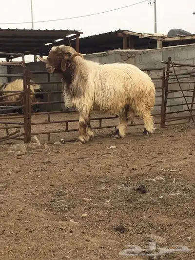 فحول نعيم صنف للبيع 8