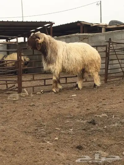 فحول نعيم صنف للبيع 6