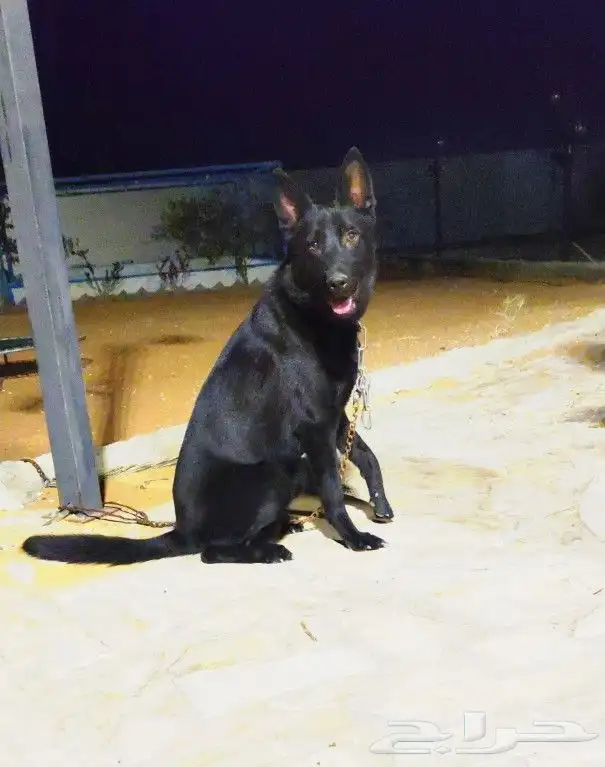 للبيع جيرمن بلاك جاك ( German shepherd black jack) 0