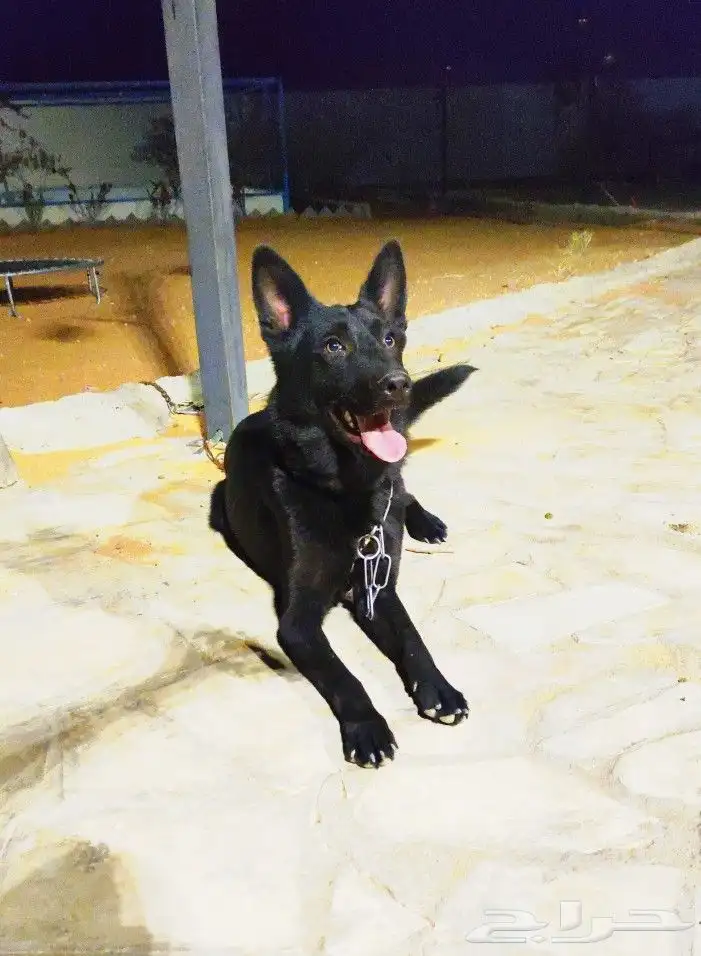 للبيع جيرمن بلاك جاك ( German shepherd black jack) 1
