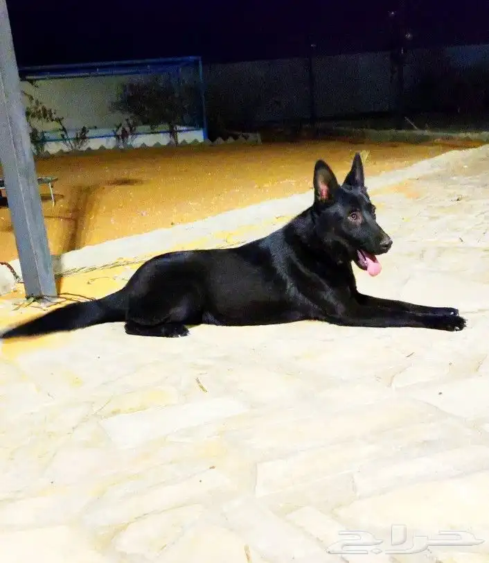 للبيع جيرمن بلاك جاك ( German shepherd black jack) 3