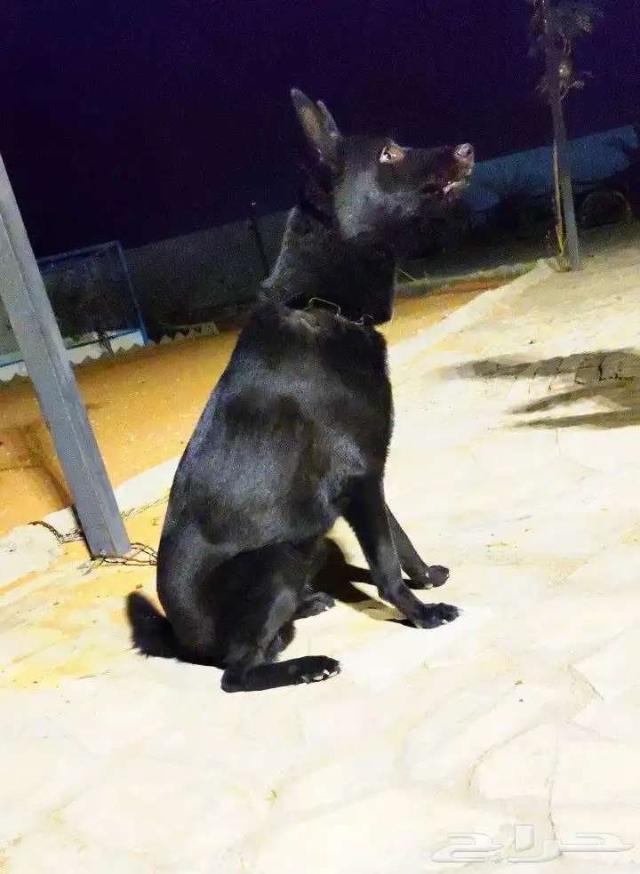 للبيع جيرمن بلاك جاك ( German shepherd black jack) 2
