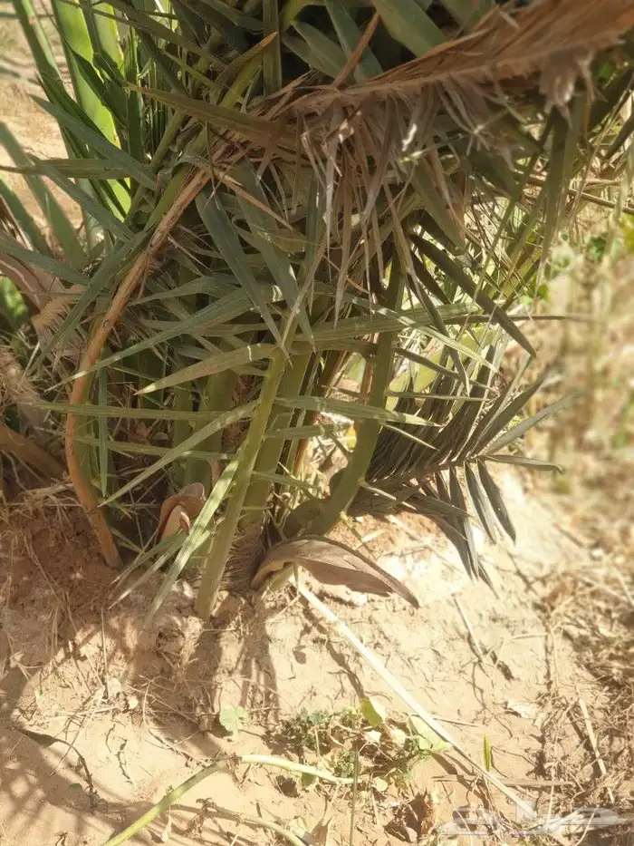 نخيل البيع بأسعار مناسبه 8