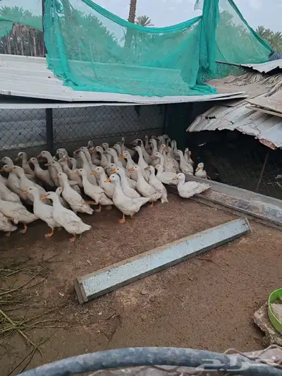 بط بكيني العمر شهرين وا نص زينات لل اكل 0