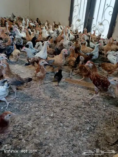 دجاج صوص بلدي للبيع 2