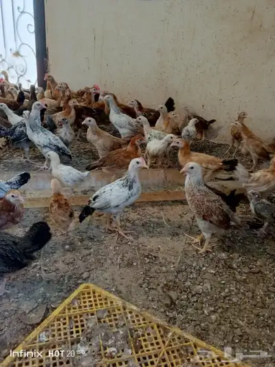دجاج صوص بلدي للبيع 1