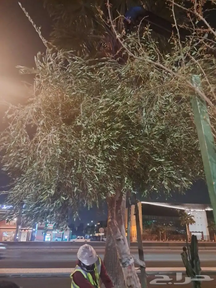 زيتون مثمر نيبالي واسباني ونخيل 6