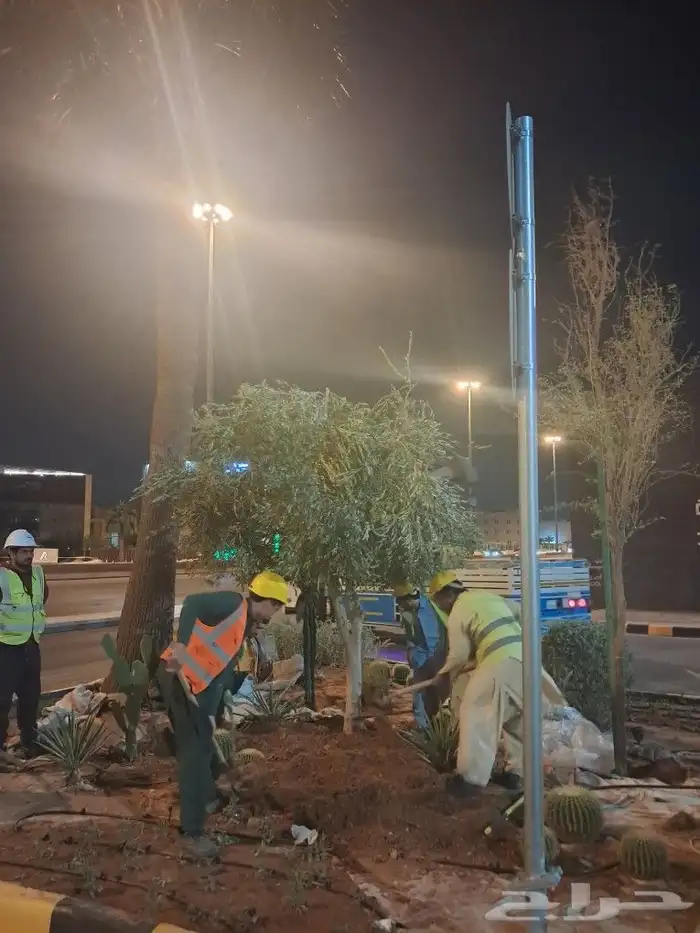 زيتون مثمر نيبالي واسباني ونخيل 5