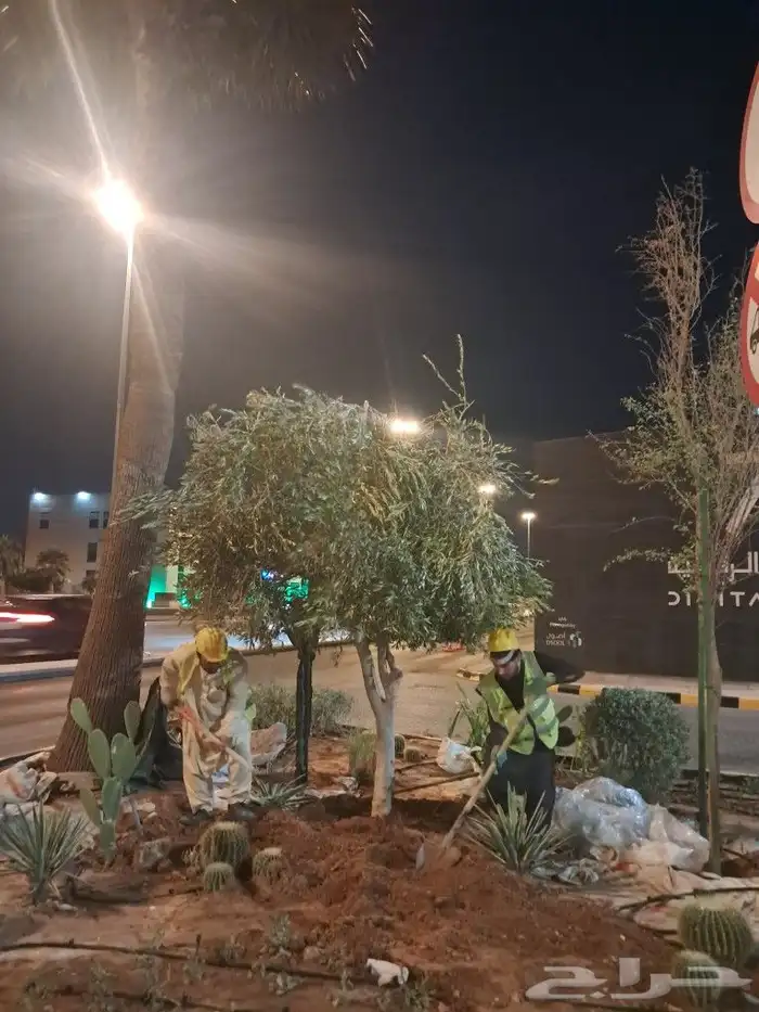 زيتون مثمر نيبالي واسباني ونخيل 1