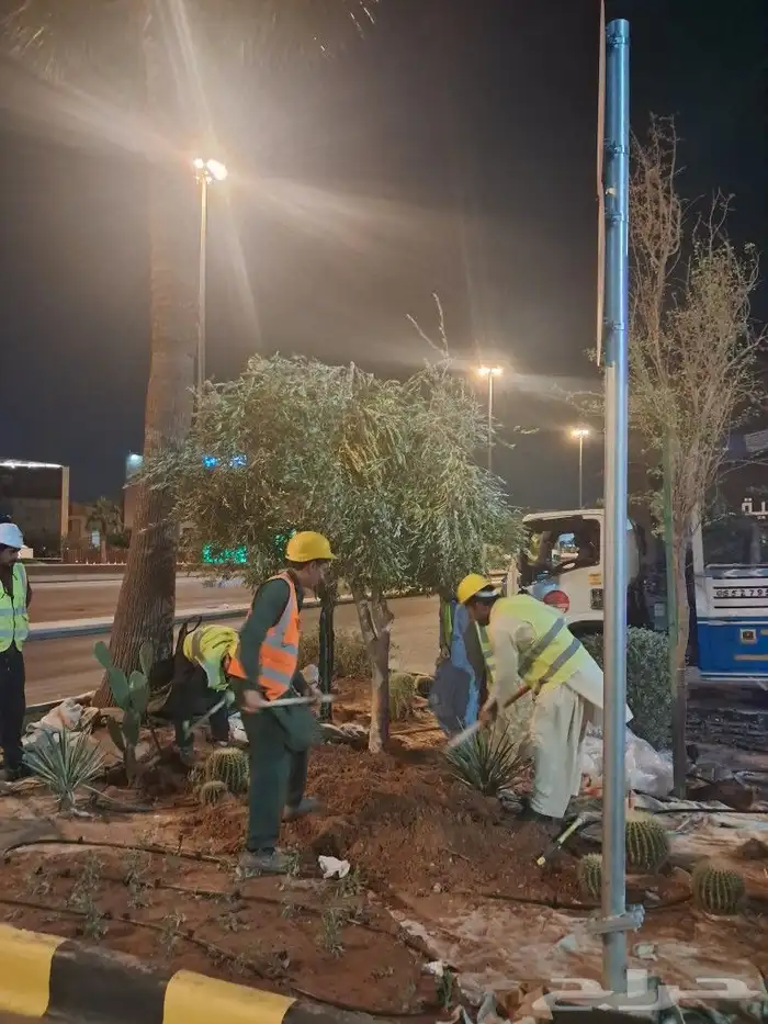 زيتون مثمر نيبالي واسباني ونخيل 4