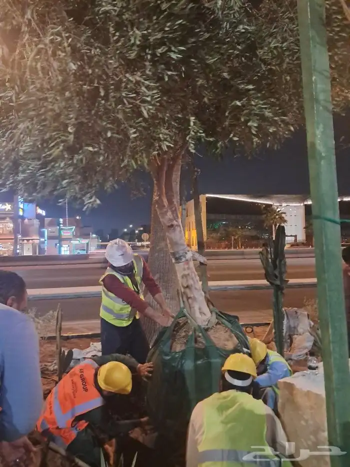 زيتون مثمر نيبالي واسباني ونخيل 7