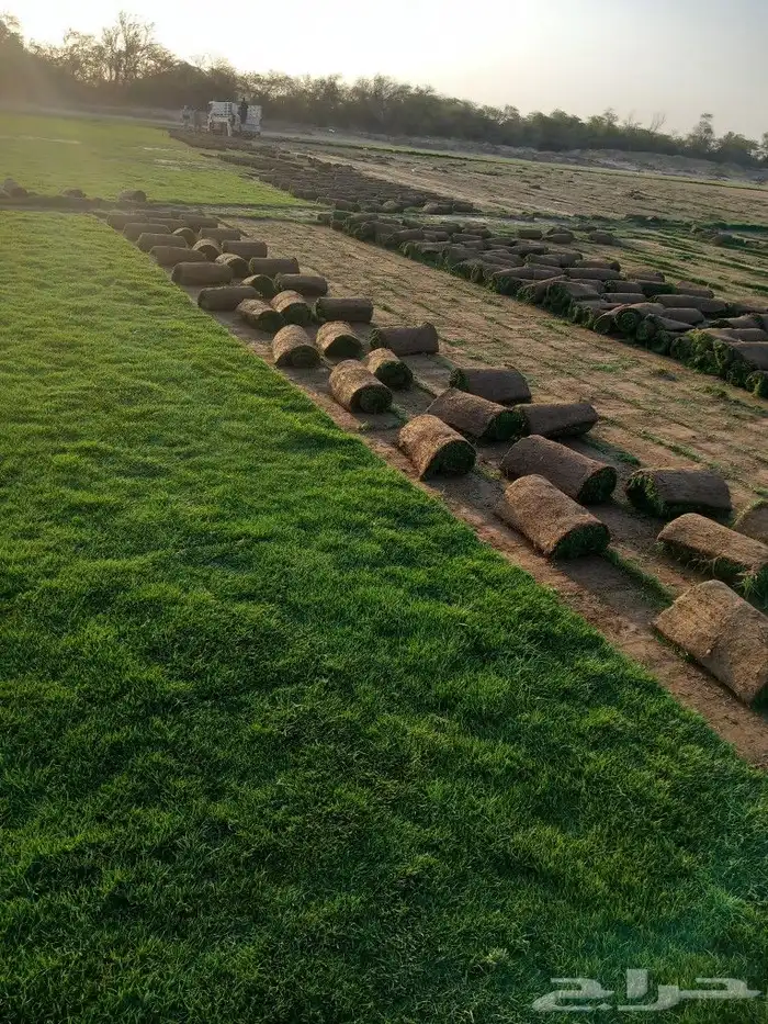 نجيل طبيعي 3