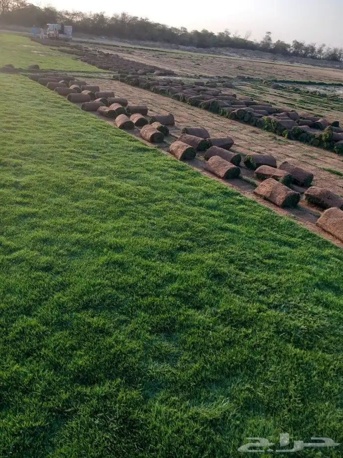 نجيل طبيعي 2