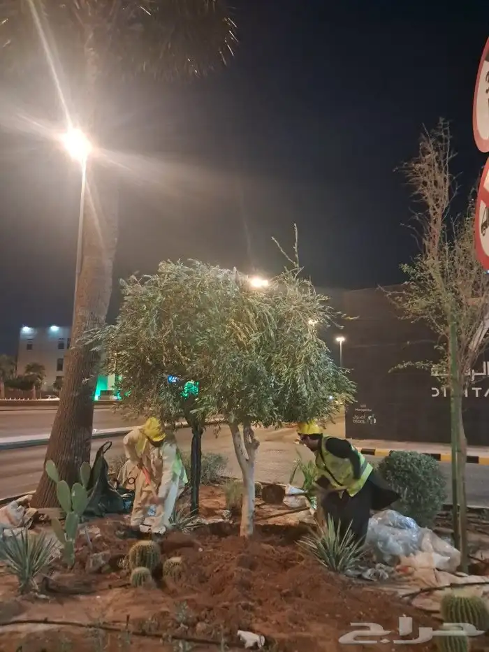 زيتون مثمر نيبالي واسباني ونخيل 0