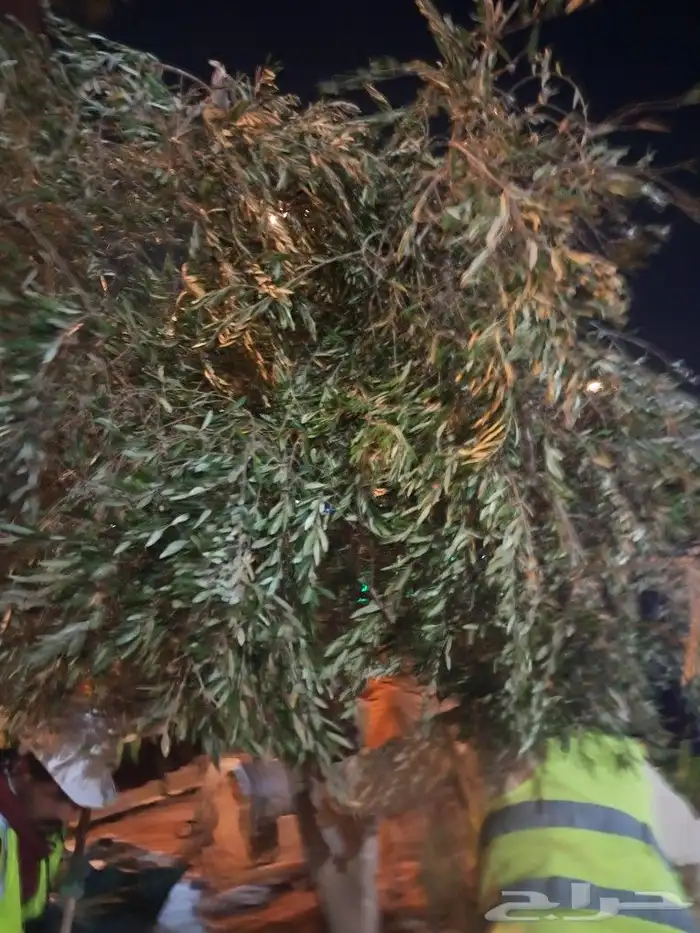 زيتون مثمر نيبالي واسباني ونخيل 3