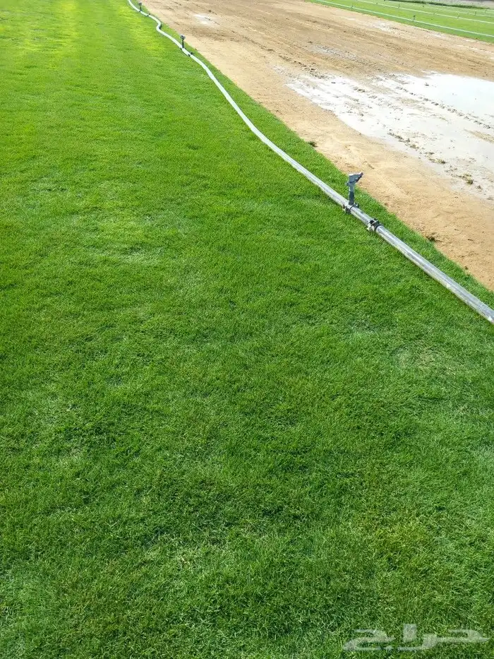 نجيل طبيعي 6