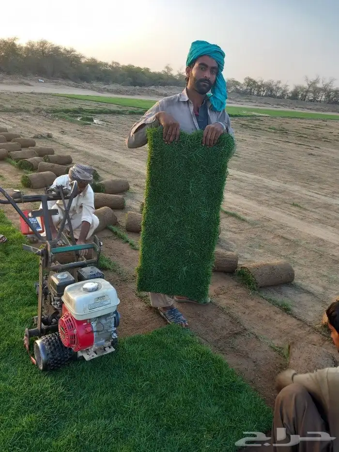 نجيل طبيعي 4