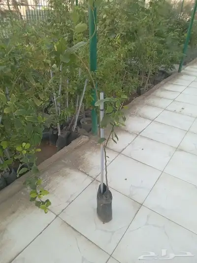 معلم زراعه وجميع انواع الزراعه النخيل والاشجار 3