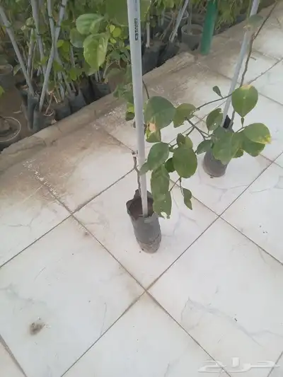 معلم زراعه وجميع انواع الزراعه النخيل والاشجار 0