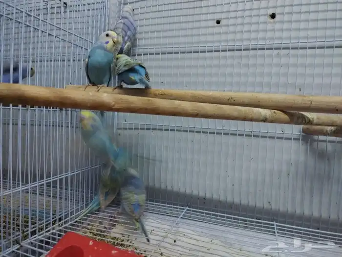 فروخ رينبو 2