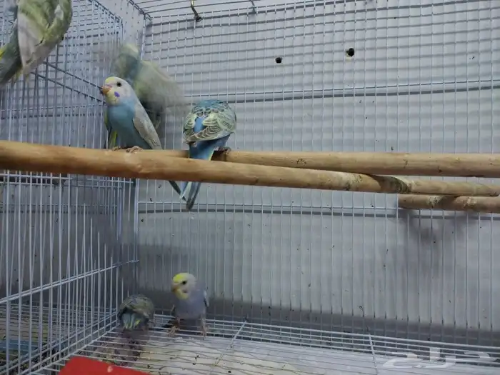 فروخ رينبو 7