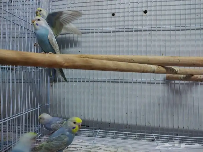 فروخ رينبو 4