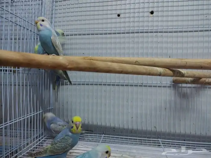 فروخ رينبو 3