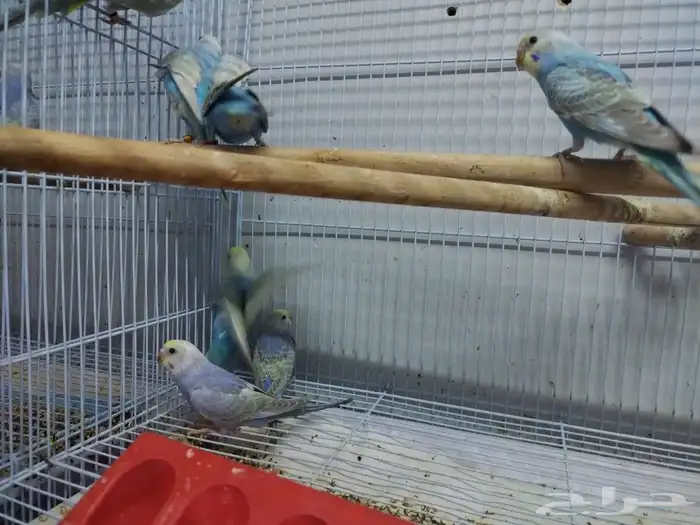 فروخ رينبو 1