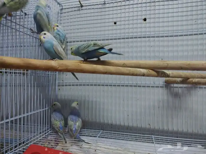 فروخ رينبو 6