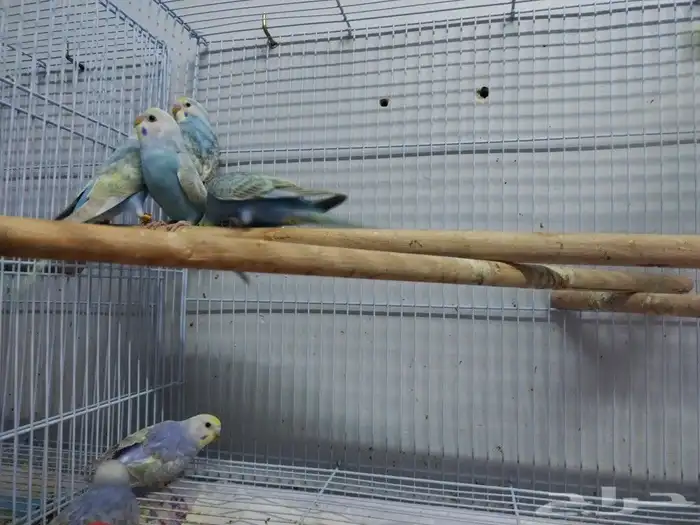 فروخ رينبو 8