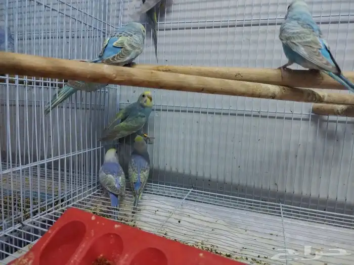 فروخ رينبو 0