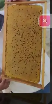 نحل بلدي. سلالات منتخبه. عساله . مقاومه للأمراض في الشتاء 7