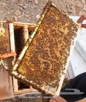 نحل بلدي. سلالات منتخبه. عساله . مقاومه للأمراض في الشتاء 1