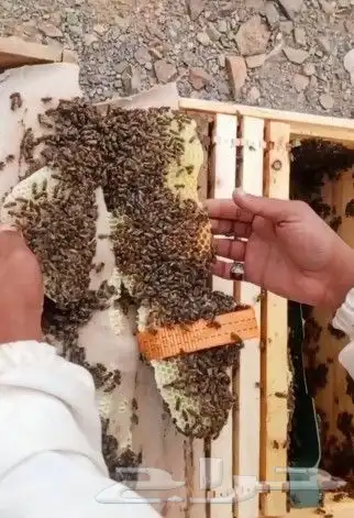 نحل بلدي. سلالات منتخبه. عساله . مقاومه للأمراض في الشتاء 2