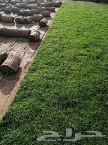 ثيل طبيعي صافي ونقي انجيله مزارع العثمان 9