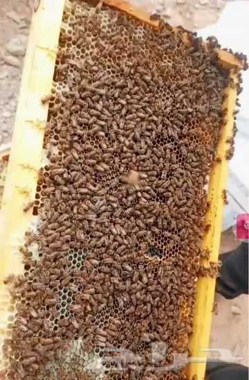 نحل بلدي. سلالات منتخبه. عساله . مقاومه للأمراض في الشتاء 8