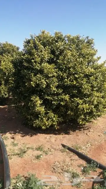 يوجد لدينا حمضيات يوسف فندي برتقال ليمون سرو أمريكي وزيتون 7