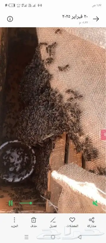 نحل بلدي. سلالات منتخبه. عساله . مقاومه للأمراض في الشتاء 5