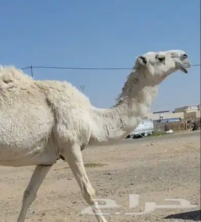 لقحه وضحى لاقح على بعير منتج 0