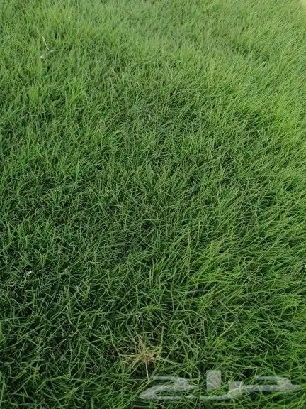 ثيل طبيعي صافي ونقي انجيله مزارع العثمان 8