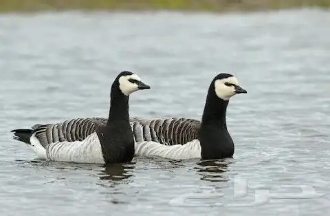 نوادر الوز برنكلز 0