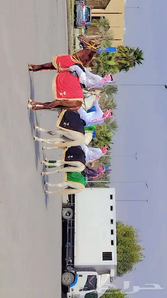 جمل و خيول و سياسي اجار 2