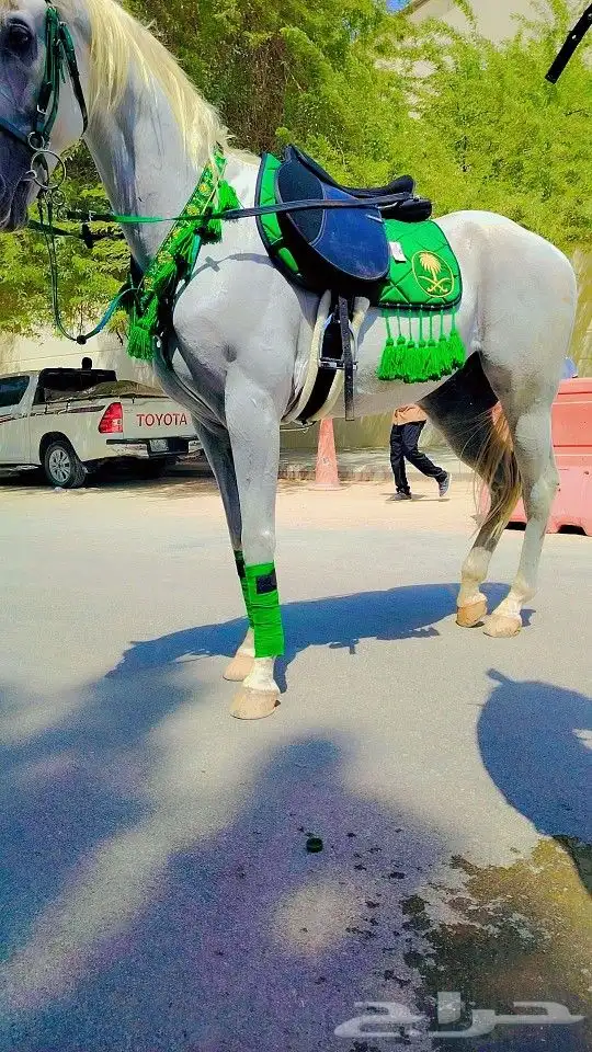 جمل و خيول و سياسي اجار 3