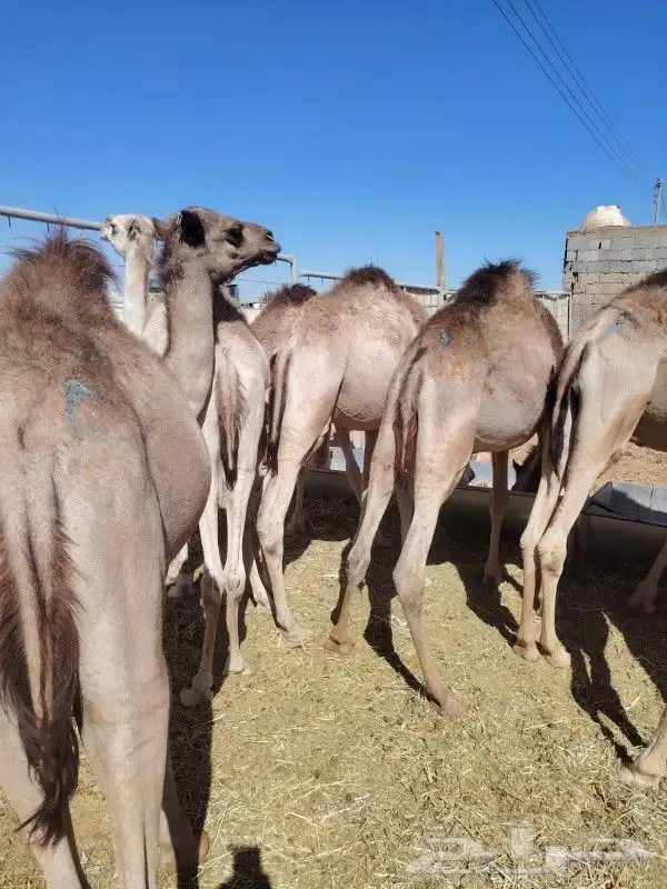 حاشي صومالي أوزان عاليه وكميات كبيره 8