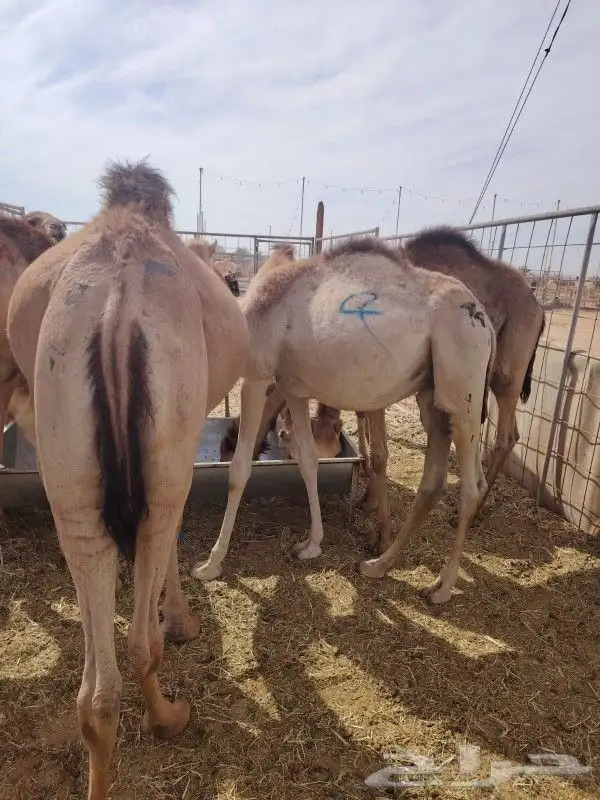 حاشي صومالي أوزان عاليه وكميات كبيره 7