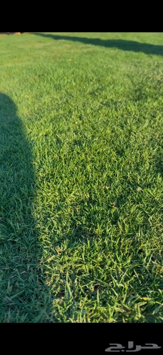 ثيل طبيعي صافي ونقي انجيله مزارع العثمان 6