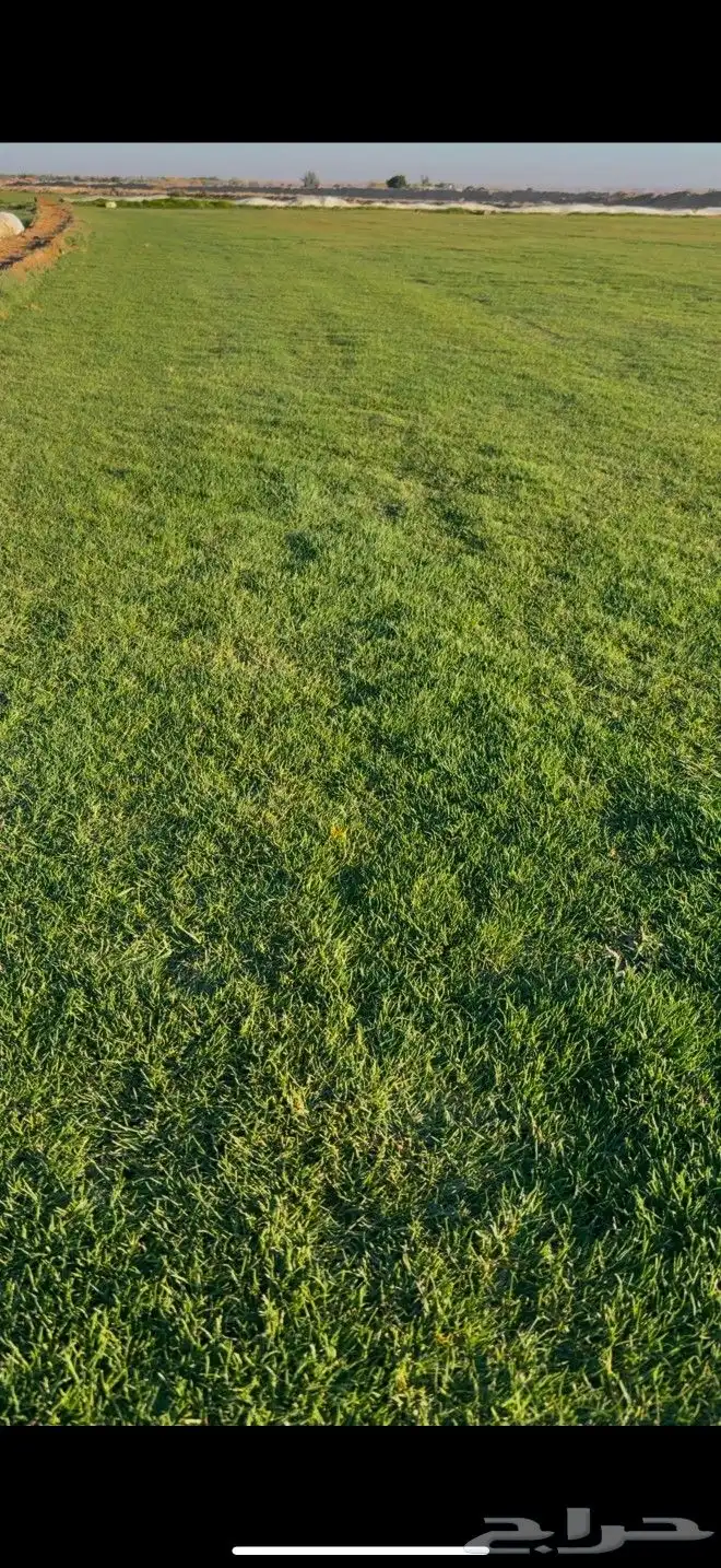 ثيل طبيعي صافي ونقي انجيله مزارع العثمان 5